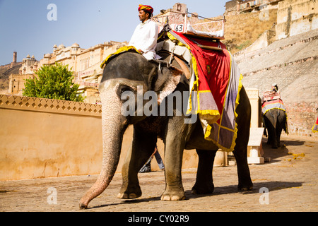 Elephant per il trasporto di turisti fino a Forte Amber, vicino Jaipur, Rajasthan, India, Asia Foto Stock