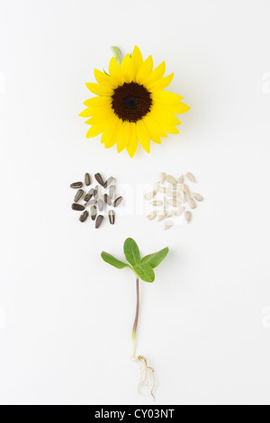 Girasole, Helianthus annuus, il ciclo di vita con la piantina, semi (con il nero cappotto di seme e senza), e fiori. Foto Stock