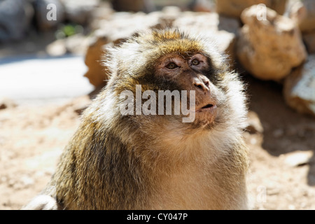 Barbary macaque (Macaca sylvanus), presso il parco nazionale vicino a Ifrane, Meknes-Tafilalet, Marocco, Maghreb, Africa Settentrionale, Africa Foto Stock