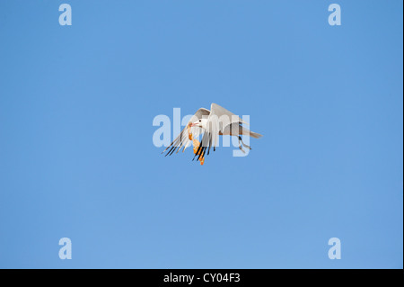 Un giallo-zampe (gabbiano Larus michahellis) in volo, un trancio di pizza nel suo becco, Ibiza, Spagna, Europa Foto Stock