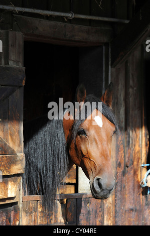 Cavallo guardando fuori del suo box, Baden, Austria Inferiore, Austria, Europa Foto Stock