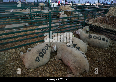 Le pecore sono alimentando in pen internazionale sulla fiera del bestiame a Zafra, Badajoz, Spagna Foto Stock