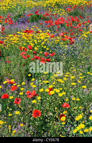 Sbocciano i fiori in un campo, in provincia di Siena, Toscana, Italia Foto Stock