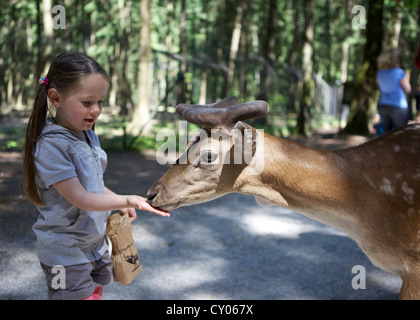 Tre-anno-vecchia ragazza alimentazione manuale di un daino in una foresta, Wildpark Poing wildlife park, Bavaria Foto Stock