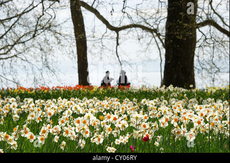 Prato con dei narcisi, Isola di Mainau, Lago di Costanza, Baden-Wuerttemberg Foto Stock