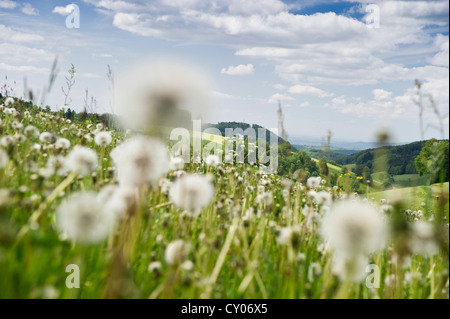 Prato con il tarassaco vicino Freiamt, Foresta Nera, Baden-Wuerttemberg Foto Stock