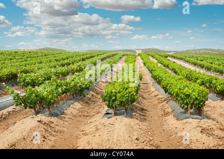 Vigneti giovani in righe. Piantine vigne.Innesto di vitigni. Foto Stock