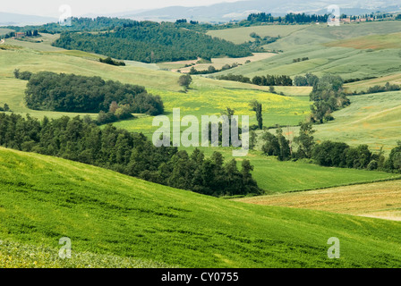 Crete senesi, vicino a Asciano, in provincia di Siena, Siena, Toscana, Italia, Europa Foto Stock