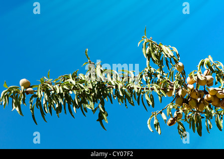 Mandorle sul ramo. Cielo blu sullo sfondo Foto Stock