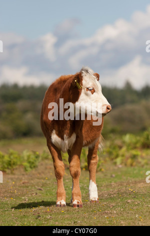 Una nuova foresta mucca in una giornata di sole pascolare liberamente attraverso il terreno aperto della foresta. Foto Stock