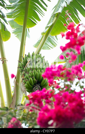 Banana (Musa sp.) impianto e bouganville (Bougainvillea), Puerto de la Cruz, Tenerife, Isole Canarie, Spagna, Europa Foto Stock