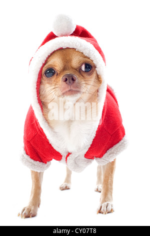 Ritratto di un vestito chihuahua nel Natale di fronte a uno sfondo bianco Foto Stock