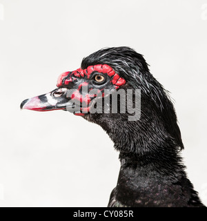 Anatra muta (Cairina moschata forma domestica), ibrida Amperauen, Dachau Baviera Foto Stock