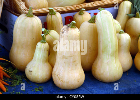 La zucca presso il Berkeley Farmers Market di Berkeley in California. Foto Stock