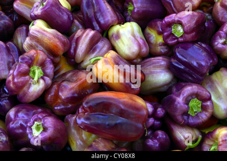 Peperoni viola presso il Berkeley Mercato degli Agricoltori. Foto Stock