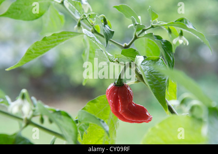 Un ardente Dorset Naga Peperoncino (tra i più caldi peperoncino varietà noto) che cresce sull'impianto, red hot, maturo e pronto per il prelievo. Foto Stock