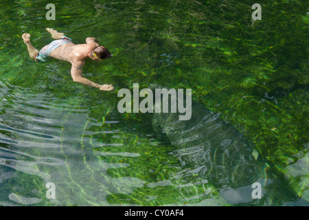 Un lamantino e nuotatore nella molla blu eseguire area nuoto, molla blu parco statale, vicino alla Città di arancia, Central Florida, Stati Uniti d'America Foto Stock