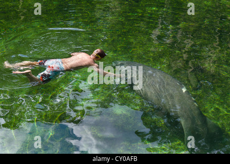 Un lamantino e nuotatore nella molla blu eseguire area nuoto, molla blu parco statale, vicino alla Città di arancia, Central Florida, Stati Uniti d'America Foto Stock