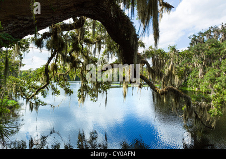 Muschio spagnolo su albero, molla blu eseguire guardando verso St Johns River, molla blu Parco dello Stato, Città di arancia, Central Florida, Stati Uniti d'America Foto Stock