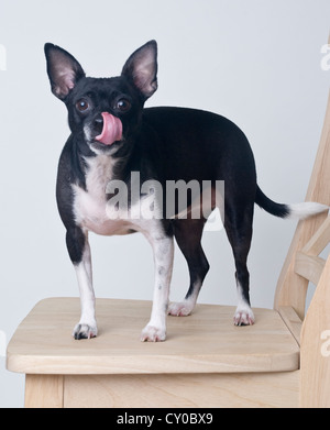 Boston Terrier Chihuahua razza cane con la lingua di fuori in piedi sulla sedia Foto Stock