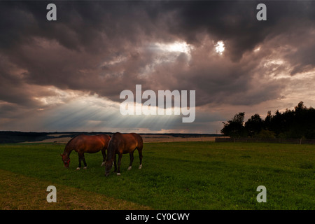 Cavalli su un pascolo con temporale nuvole, Erfurt, Turingia Foto Stock