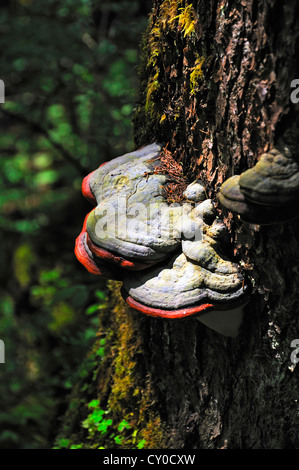 Rosso Polypore nastrati (Fomitopsis pinicola), su un albero di abete, Wimbachtal Valley, Parco Nazionale di Berchtesgaden, Ramsau Foto Stock