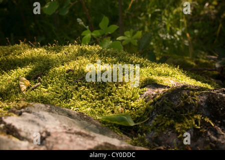 Il muschio cresce su una roccia di pietra di laminazione non raccoglie i muschi forest floor Foto Stock