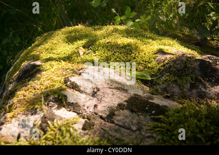 Il muschio cresce su una roccia di pietra di laminazione non raccoglie i muschi forest floor Foto Stock