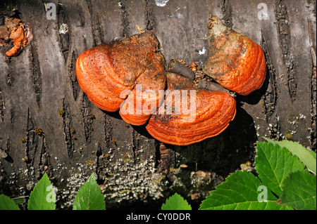 Il cinabro Polypore (Pycnoporus cinnabarinus) su un morto tronco ciliegio, Dennenlohe, Media Franconia, Bavaria Foto Stock