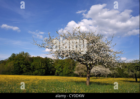 Fioritura di meli in un frutteto, Laipersdorf, Media Franconia, Bavaria Foto Stock