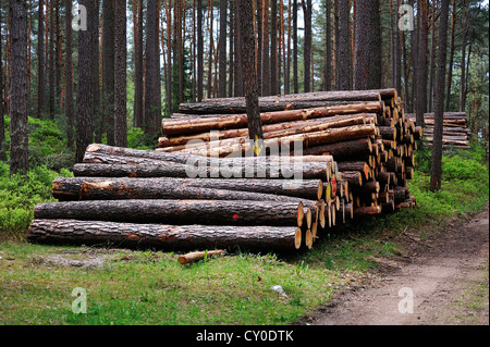 Registri sovrapposti in una foresta, Simonshofen, Media Franconia, Bavaria Foto Stock