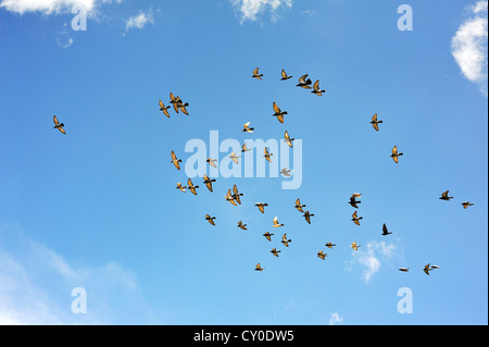 I piccioni allevati per le corse (Columbidi), in volo contro un cielo blu, Media Franconia, Bavaria Foto Stock