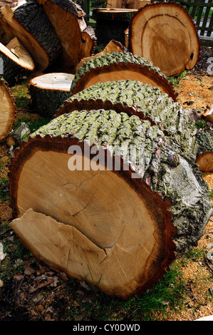 Il tronco di una quercia Legname segato in segmenti in un giardino, registri impilati sul retro, Voegelsen, Bassa Sassonia Foto Stock