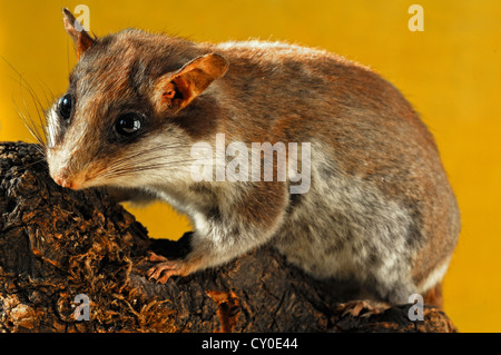 Taxidermied animale, un quercino (Eliomys quercinus), 2012 Mostra Speciale, Museo dell Industria, Sichartstrasse 5-25 Foto Stock