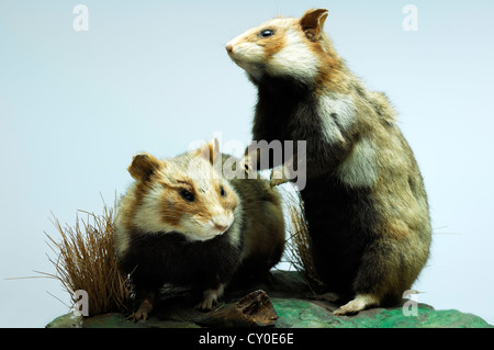 Animali imbalsamati, Europeo hamster (Cricetus cricetus), 2012 speciale mostra presso il museo del patrimonio industriale Foto Stock