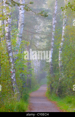 Viale di betulle, sentiero Schwenninger Moos Riserva Naturale, Villingen-Schwenningen, Foresta Nera, Baden-Wuerttemberg Foto Stock