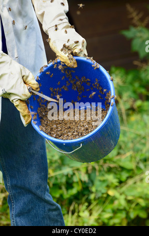 Western miele api (Apis mellifera), fissato uno sciame di api in secchielli in plastica Foto Stock