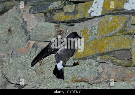 Tempesta europea Petrel Hydrobates pelagicus sulla parete di Mousa Broch su Mousa Shetland, tornando al nido Foto Stock