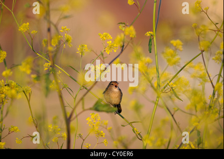 Grasshopper Trillo Locustella naevia Norfolk Giugno Foto Stock