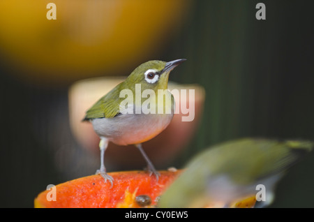 Oriental bianco-eye, Zosterops palpebrosus avanzamento sul frutto in giardino Singapore Foto Stock