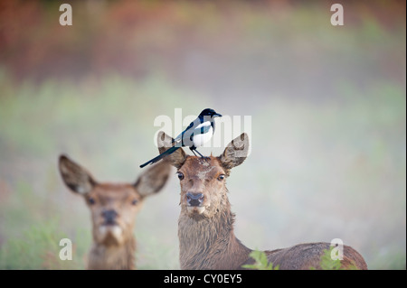 Gazza Pica pica alimentazione sulle TIC su Red Deer hind Rivhmond Park London autunno Foto Stock
