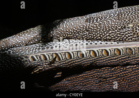 Piumaggio particolare del grande Argus, Argusianus argus Asian fagiano maschio captive Foto Stock