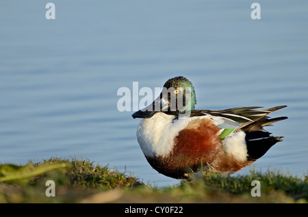 Northern Mestolone Anas clypeata Cley maschio Norfolk può Foto Stock