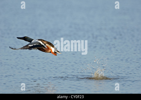 Northern Mestolone Anas clypeata Cley maschio Norfolk può Foto Stock