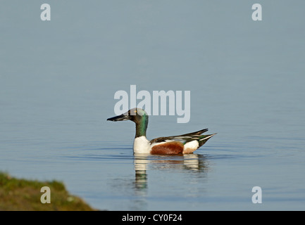 Northern Mestolone Anas clypeata Cley maschio Norfolk può Foto Stock