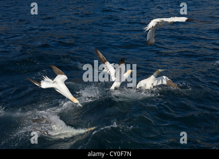 Le sule Morus bassana immersioni per sgombro off Noss Shetland Giugno Foto Stock