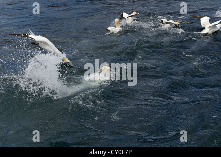 Le sule Morus bassana immersioni per sgombro off Noss Shetland Giugno Foto Stock