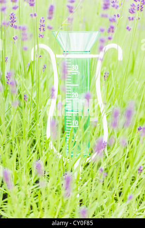 La misurazione della pioggia e la fioritura fiori di lavanda in organico orto di erbe aromatiche Foto Stock