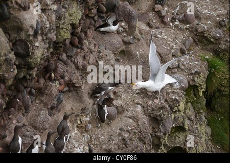 Herring Gull Larus argentatus tentando di prendere di pulcini o di uova da comune Guillemots Uria aalge sulla scogliera a Fowlheugh RSPB Reser Foto Stock
