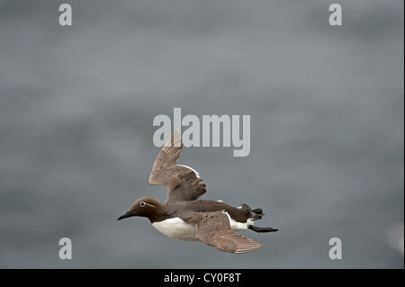 Comune di Guillemot o Common Murre, Uria aalge (imbrigliati Guillemot) Fowlsheugh riserva RSPB Scotland Luglio Foto Stock